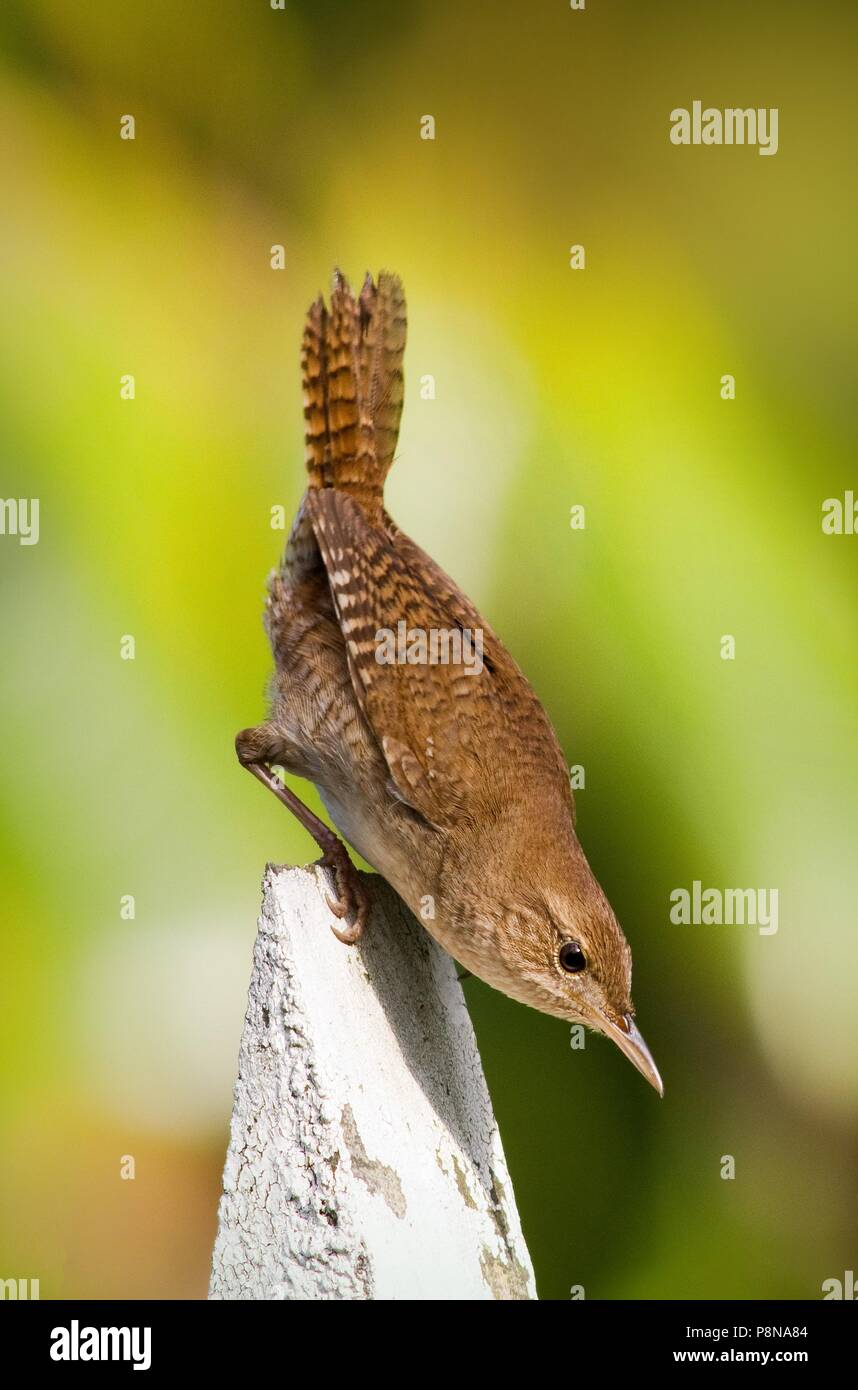 A little house wren pauses on the steeple of a church bird house in the garden during its spring nesting. Stock Photo