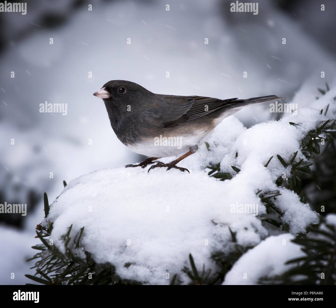 A dark-eyed junco perched in the snowy evergreen shrub during a midwestern winter storm. Stock Photo