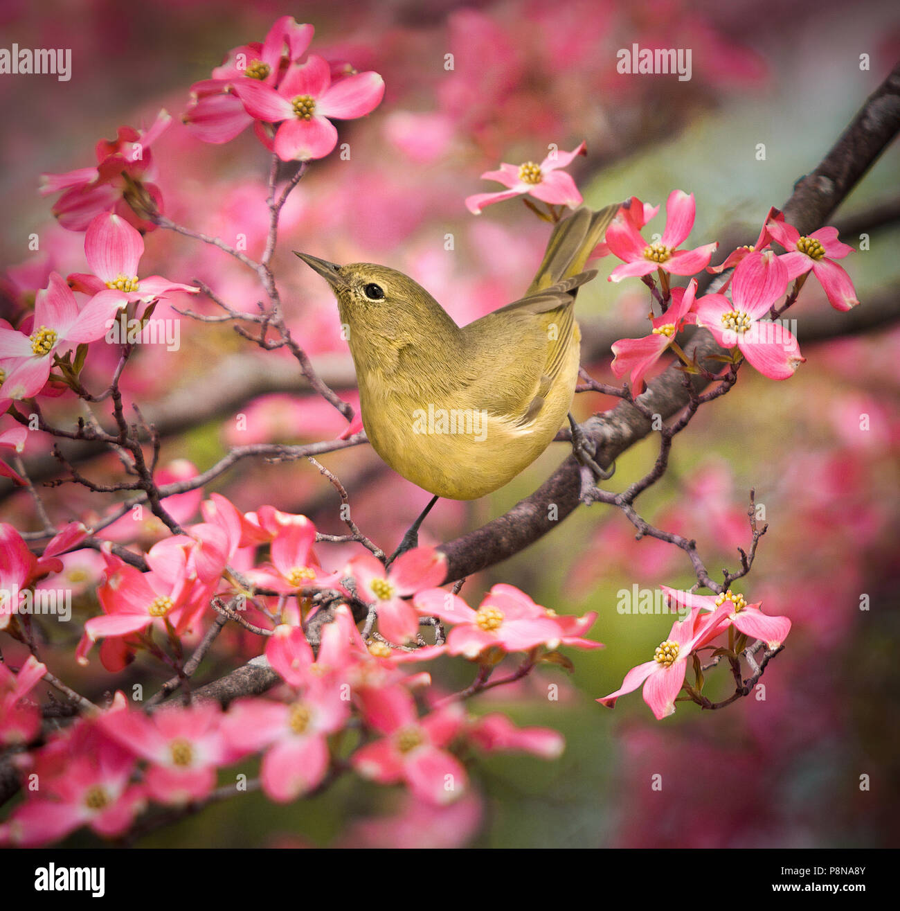 An orange-crowned warbler. A small songbird with noticeably pointed bill, short wingspan and square tail perched in a flowering pink dogwood tree. Stock Photo