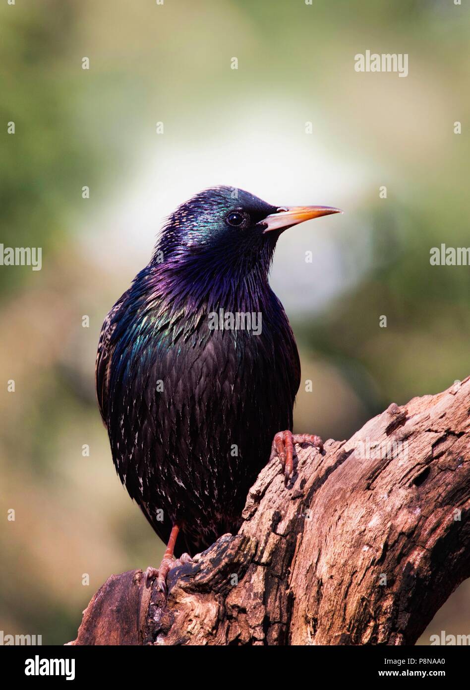 A European starling perched on a dead log with soft focus background. Stock Photo