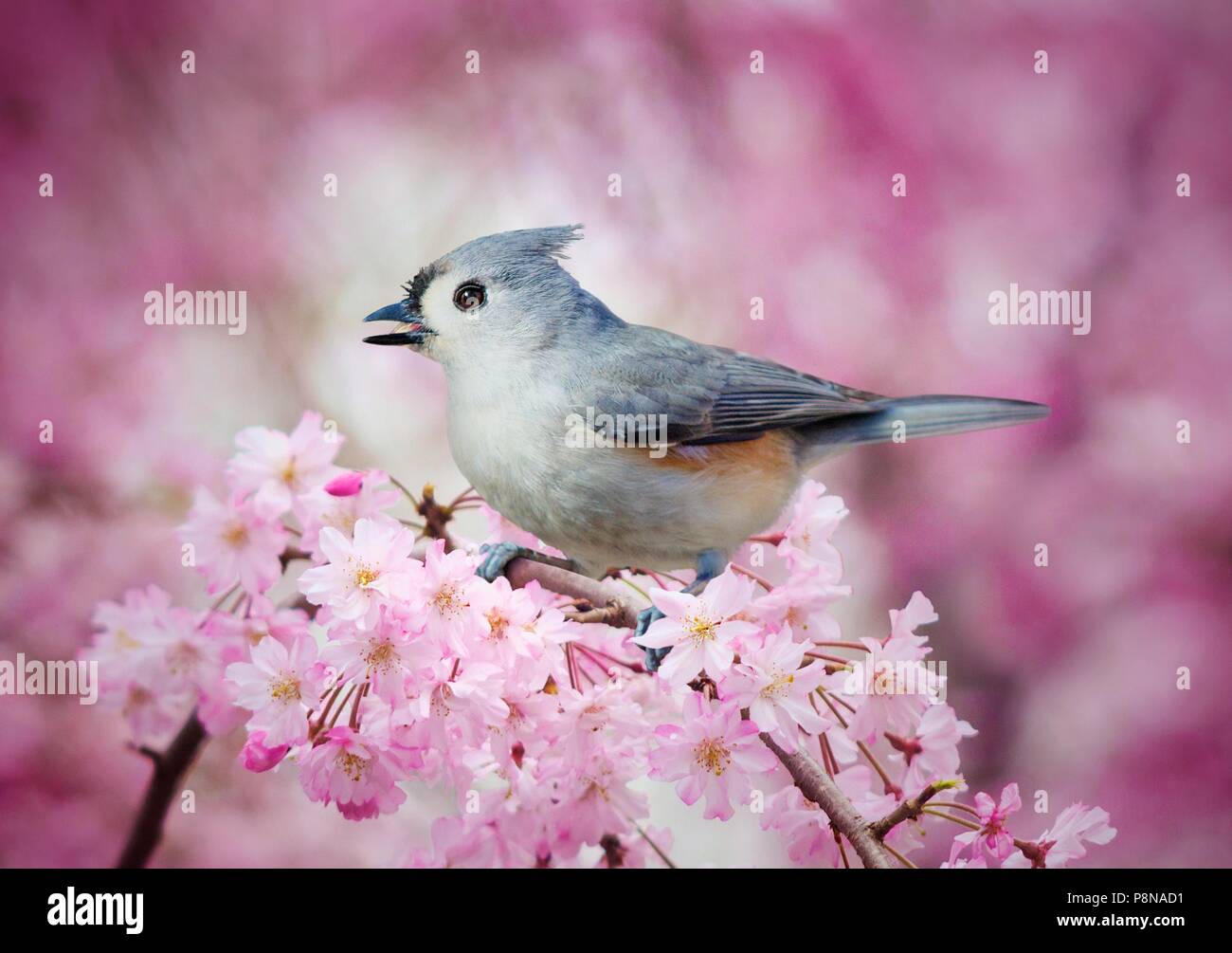 a tufted titmouse perched in a pink flowering spring tree in full bloom. Stock Photo