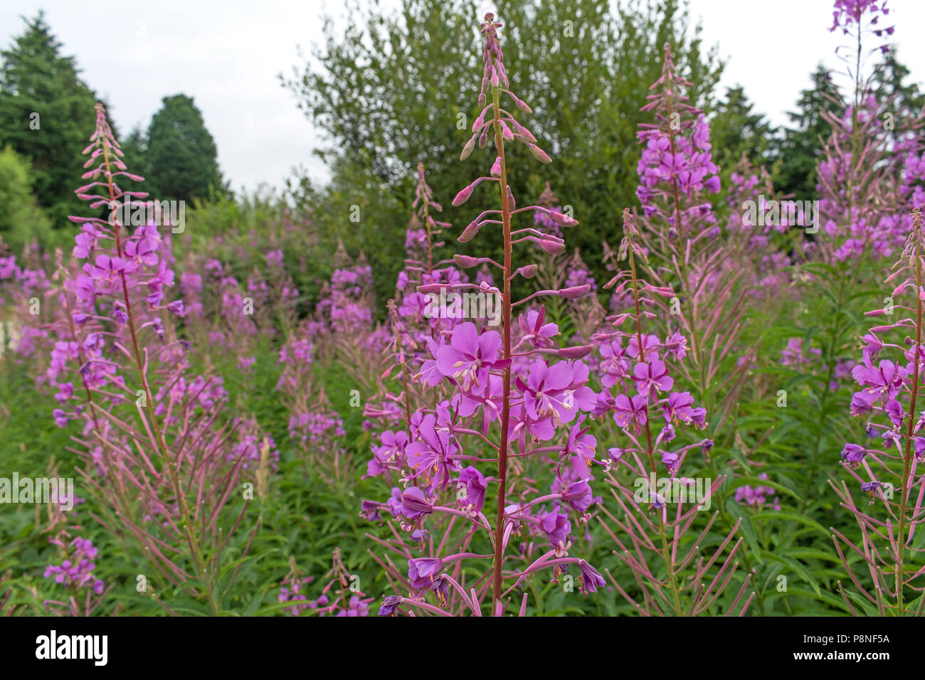 rosebay willow herb, chamerion angustifolium, epilobium angustifolium, fireweed, Stock Photo