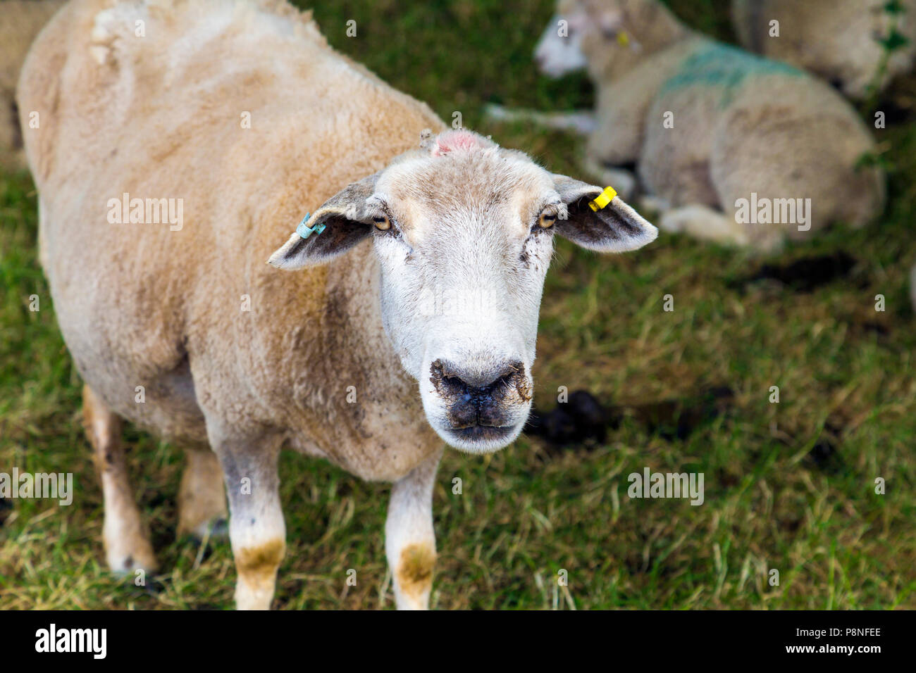 Funny portrait of a sheep looking sheepish Stock Photo