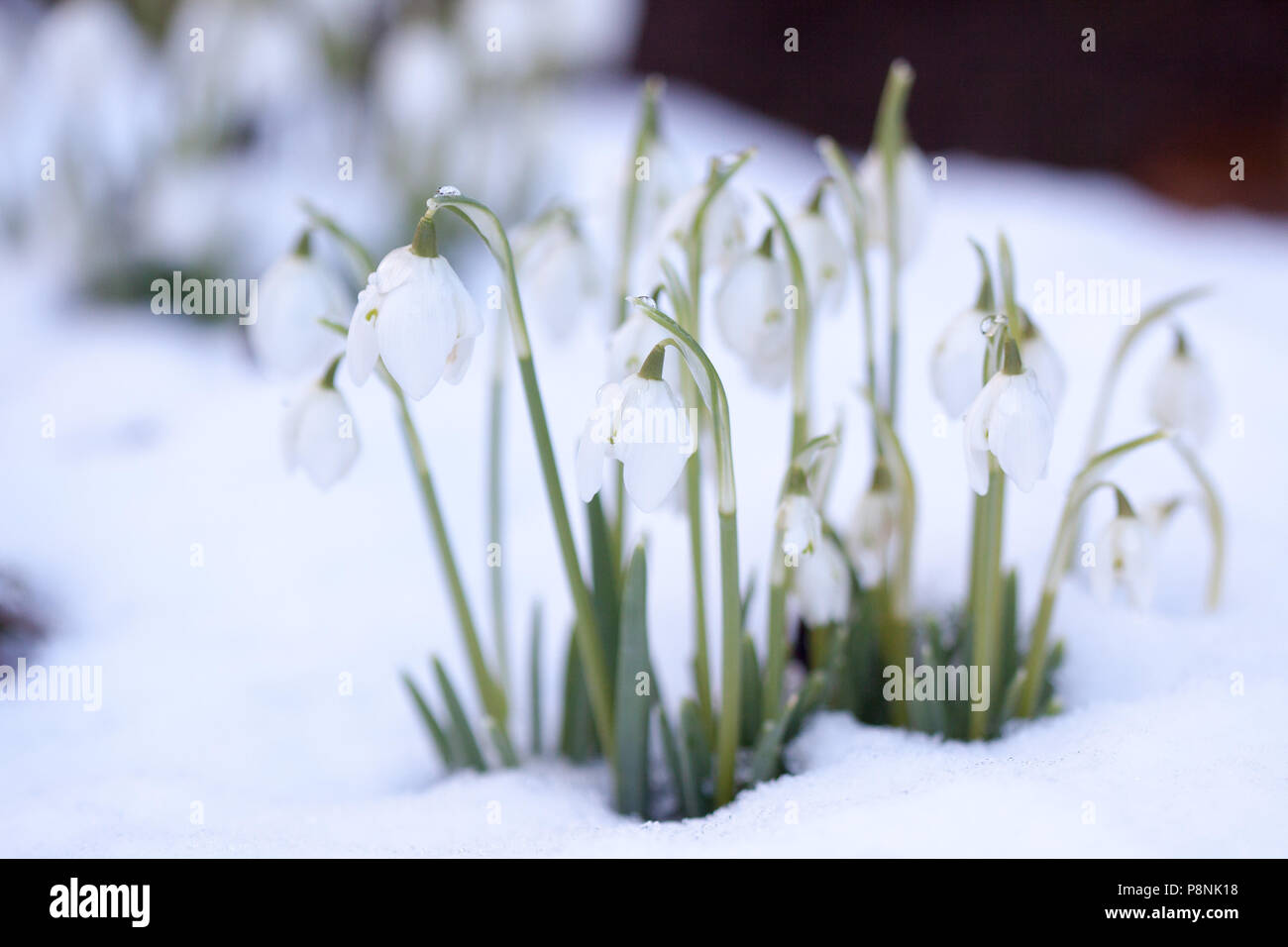 Clump of white snowdrop (Galanthus sp.) flowers in the snow Stock Photo