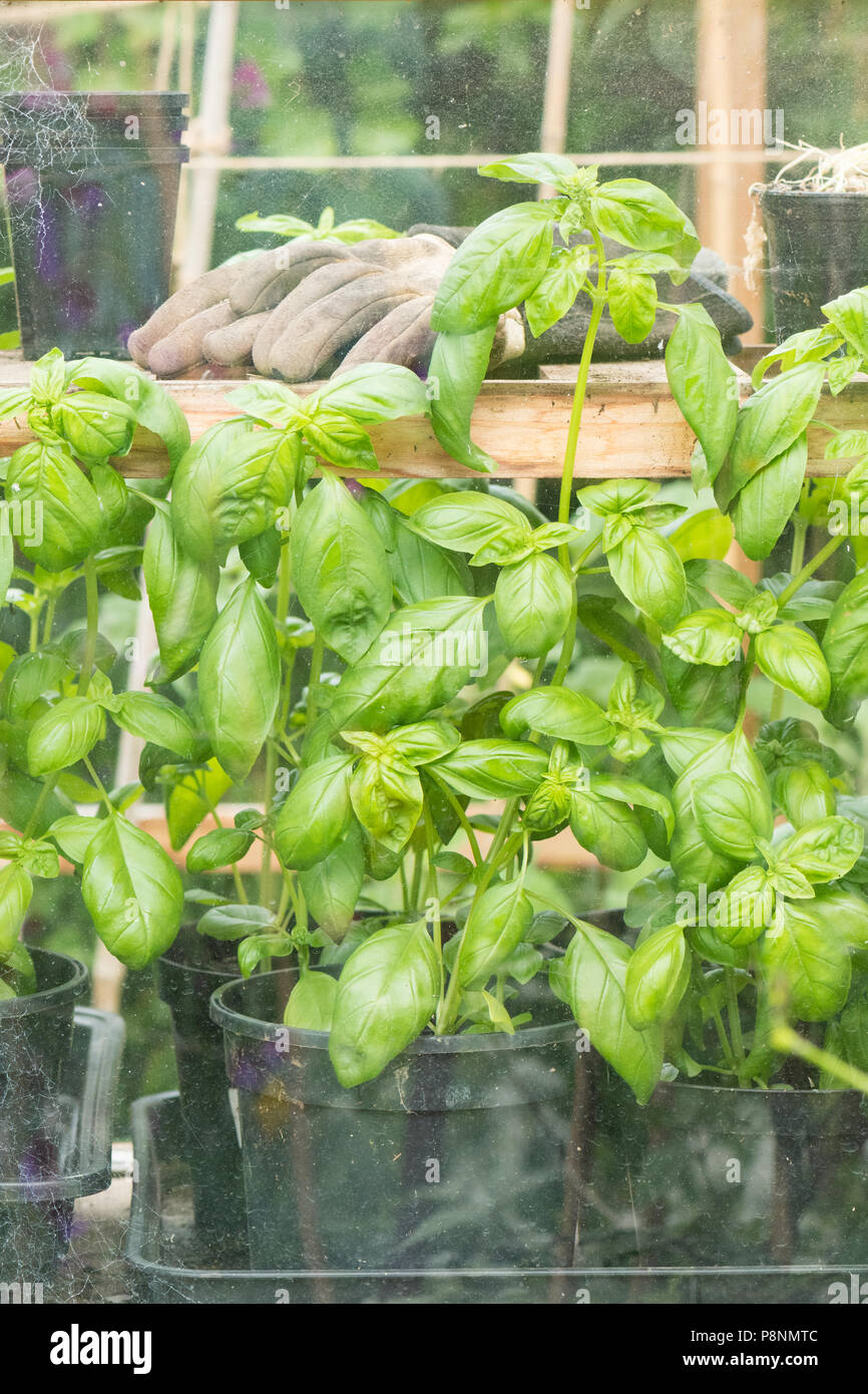 basil plants growing in greenhouse leggy and in need of pinching out