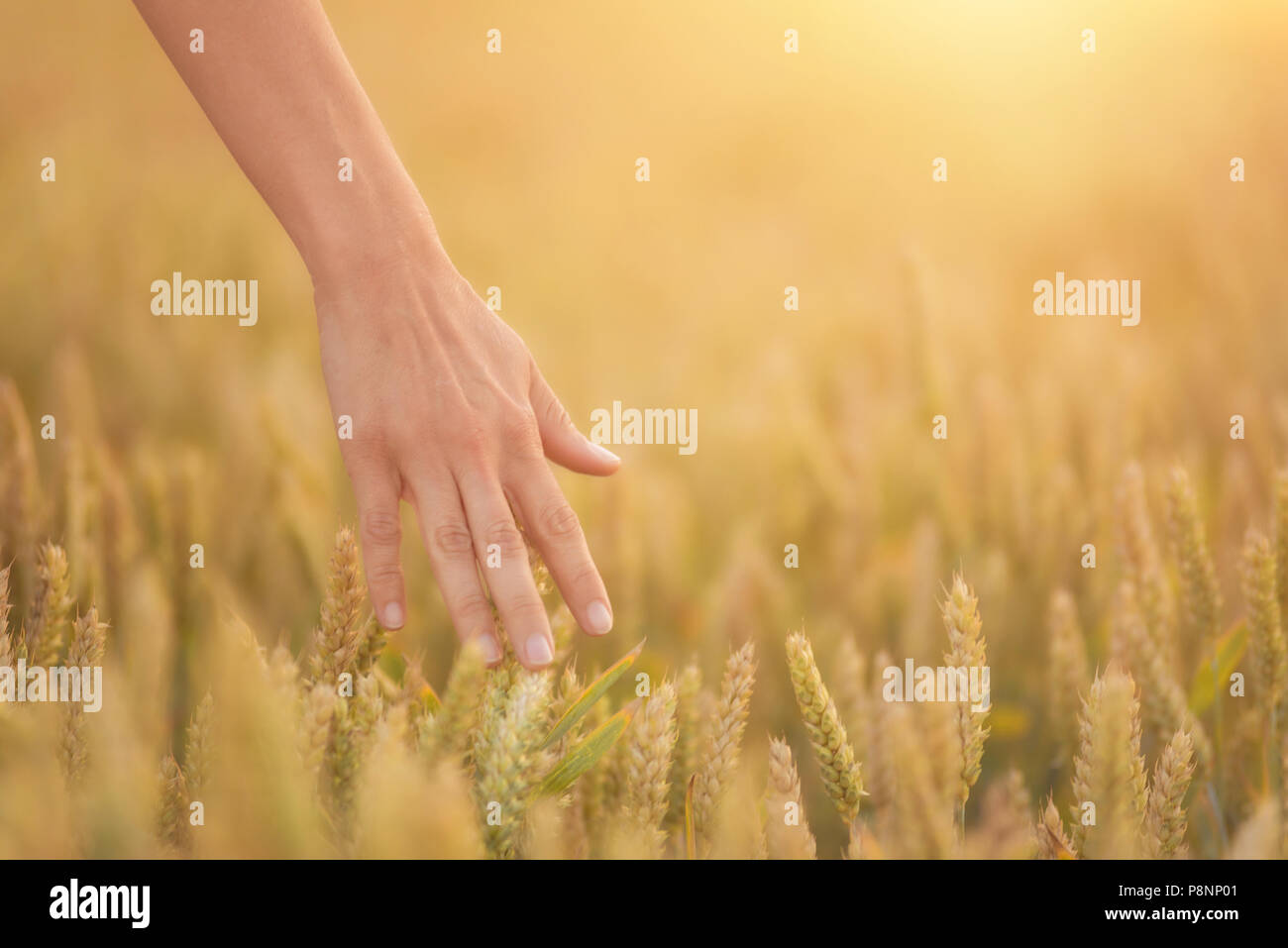 Female hand touching a golden wheat ear in the wheat field, sunset ...