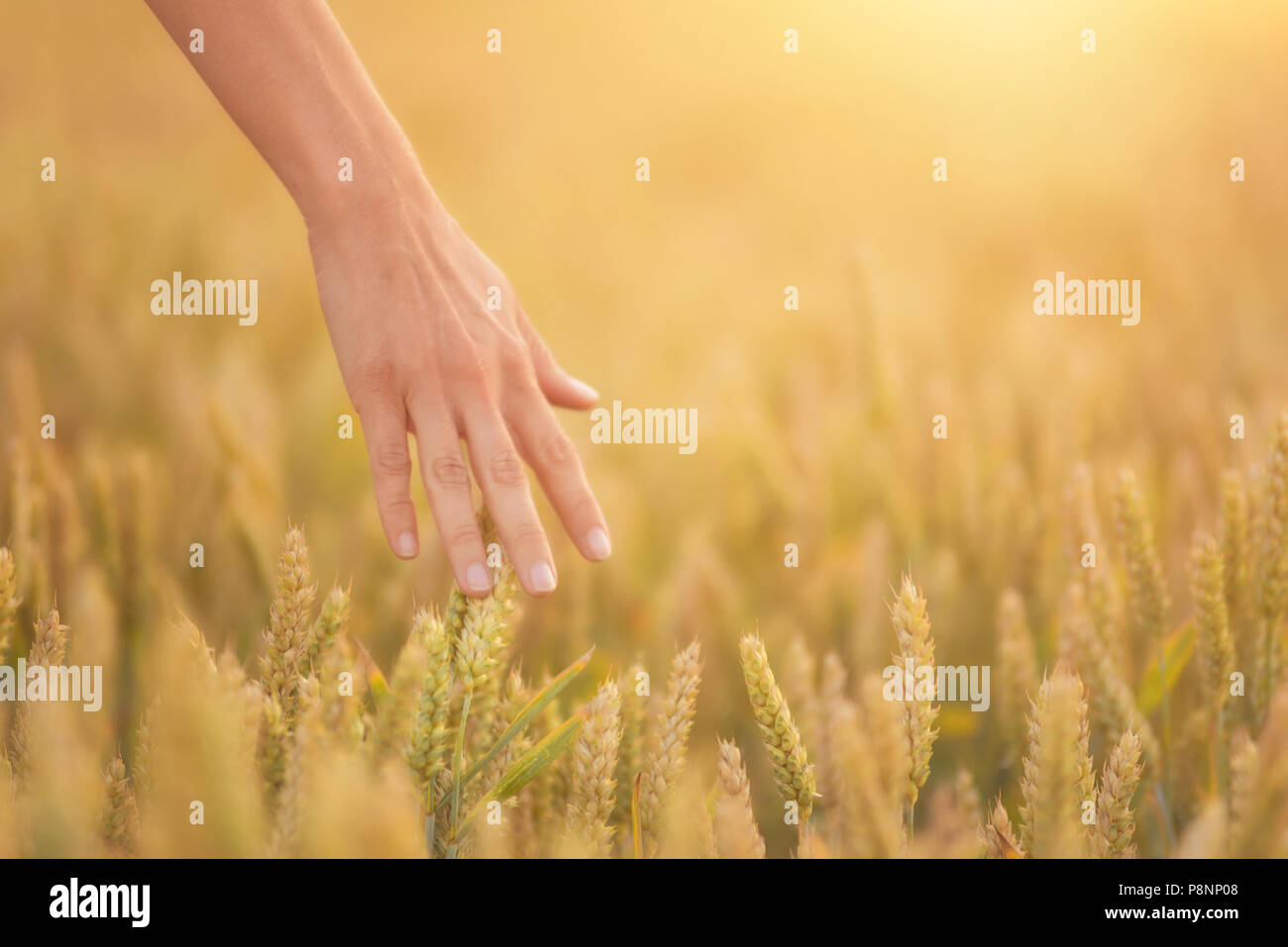 Female hand touching a golden wheat ear in the wheat field, sunset ...