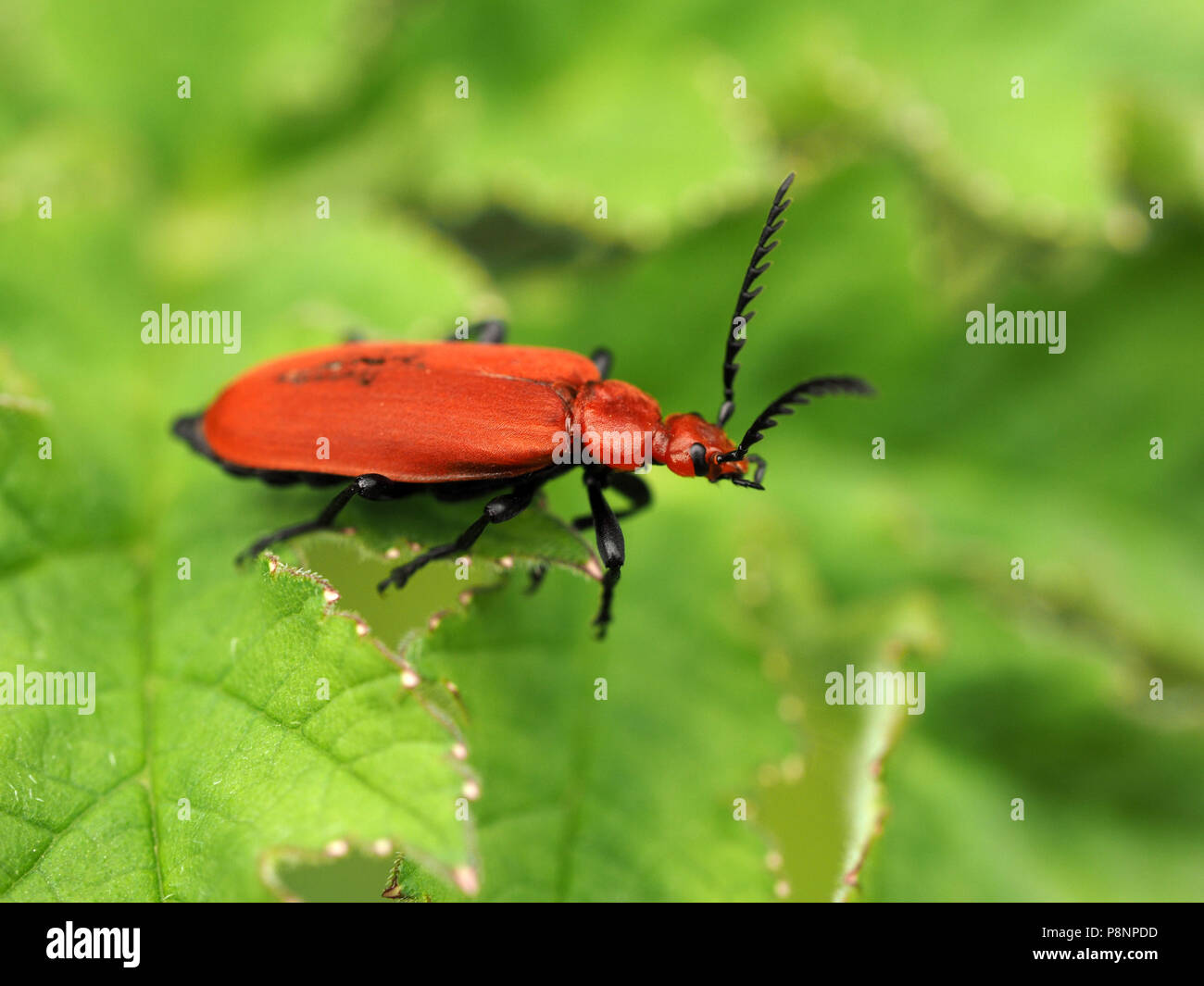 contrasting bright red Cardinal Beetle (Pyrochroa serraticornis) with ...