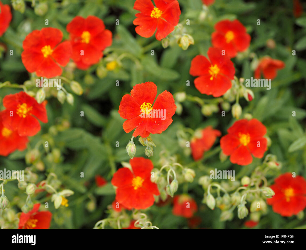 bright red garden flowers with yellow centres make striking pattern in Cumbria,England ,UK Stock Photo