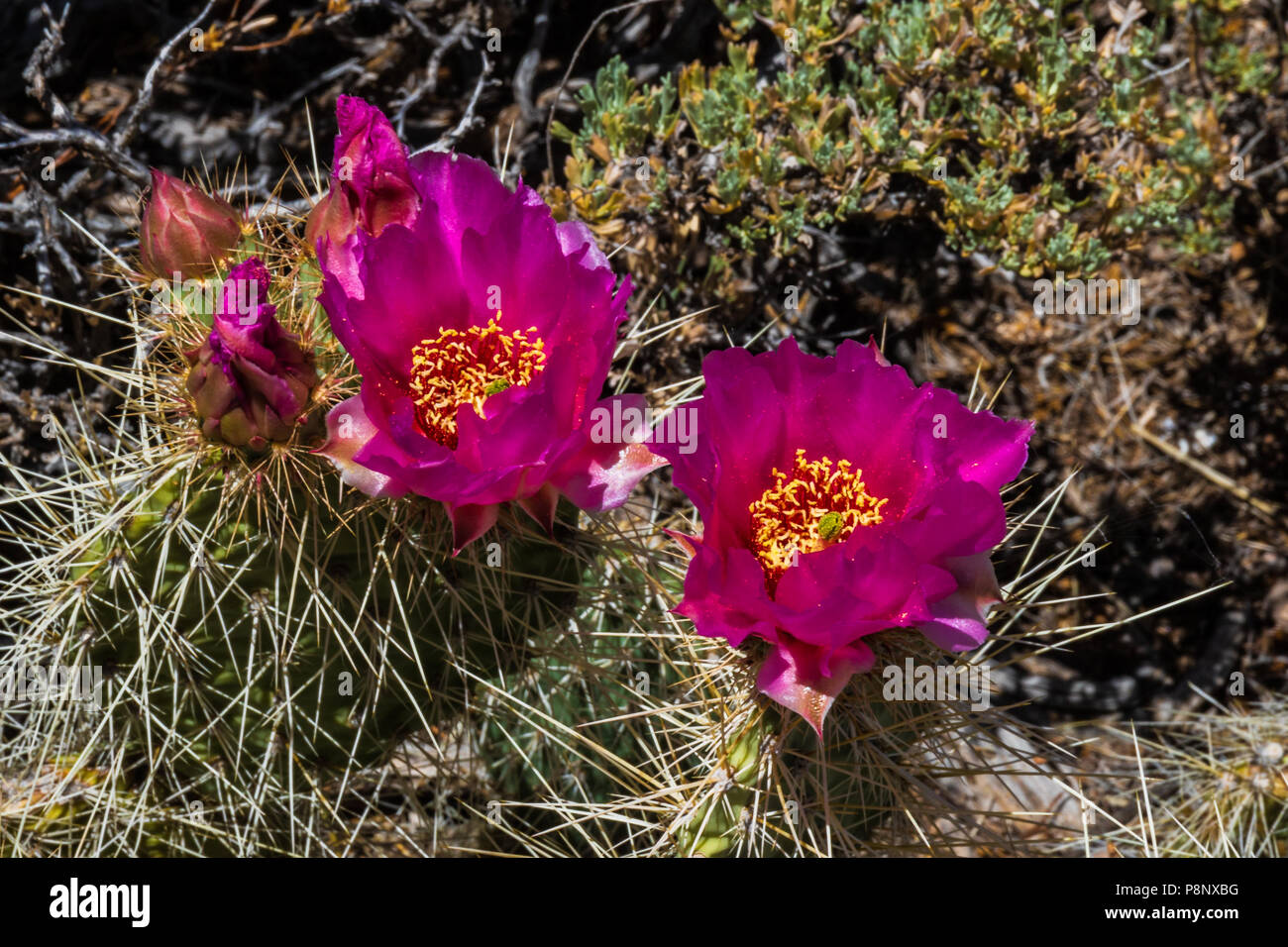 Pair of brilliant pink blossoms on a prickly pear cactus near the South Rim of the Grand Canyon in Arizona. Stock Photo