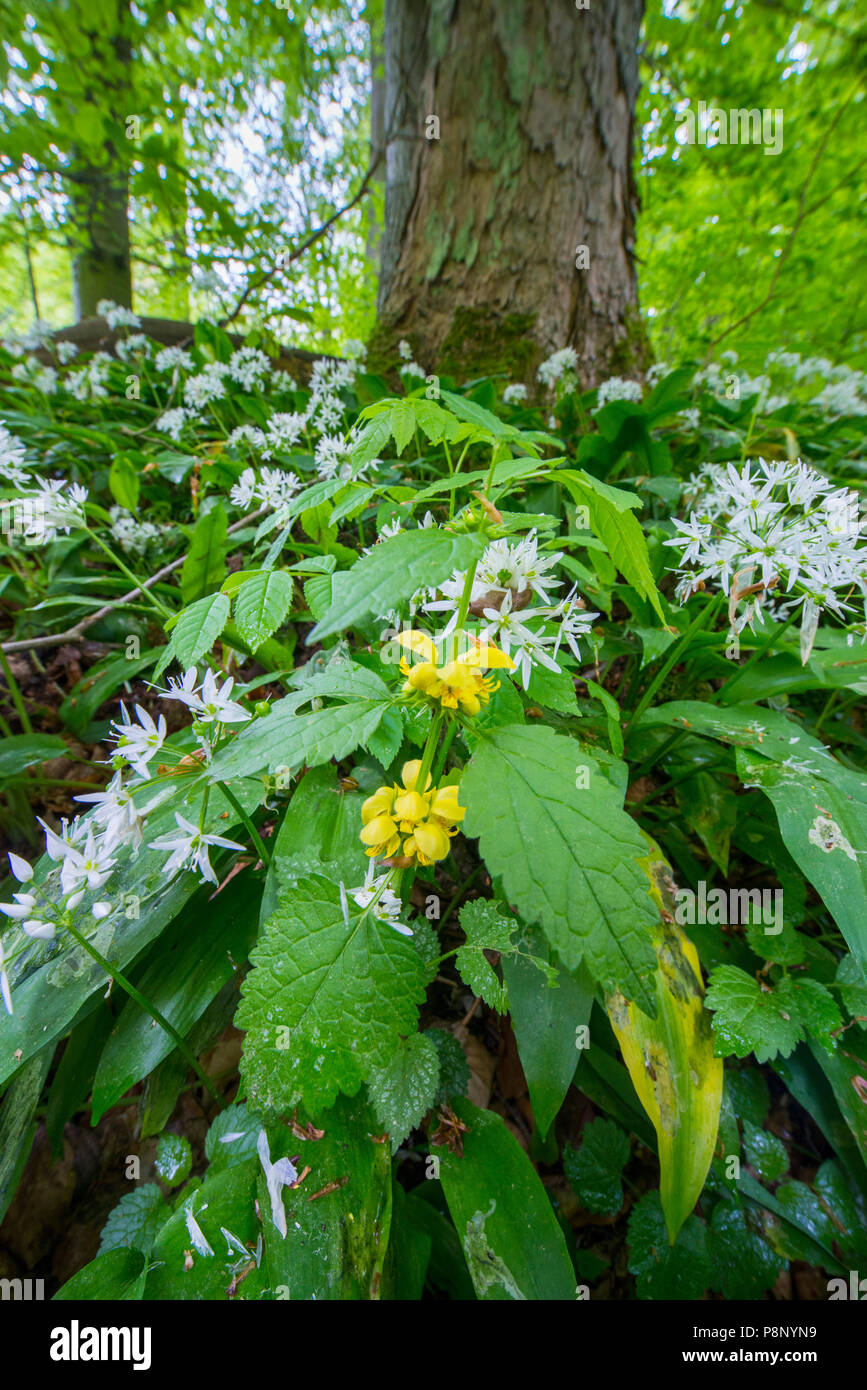 Yellow Archangel and wild garlic in a forest in spring Stock Photo