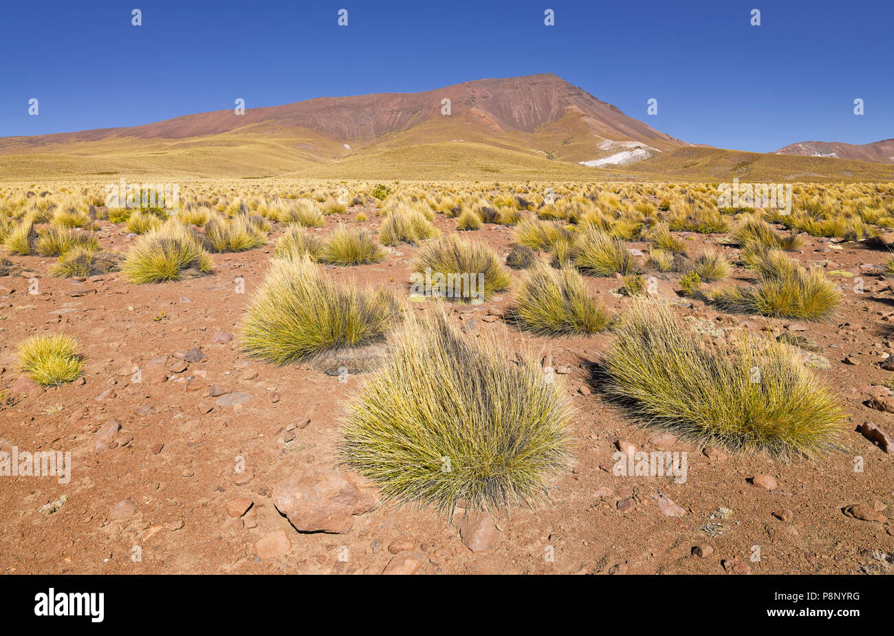 Puna grassland hires stock photography and images Alamy