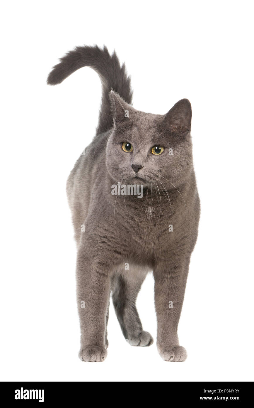 Russian blue mix domestic cat isolated against white background Stock Photo  - Alamy