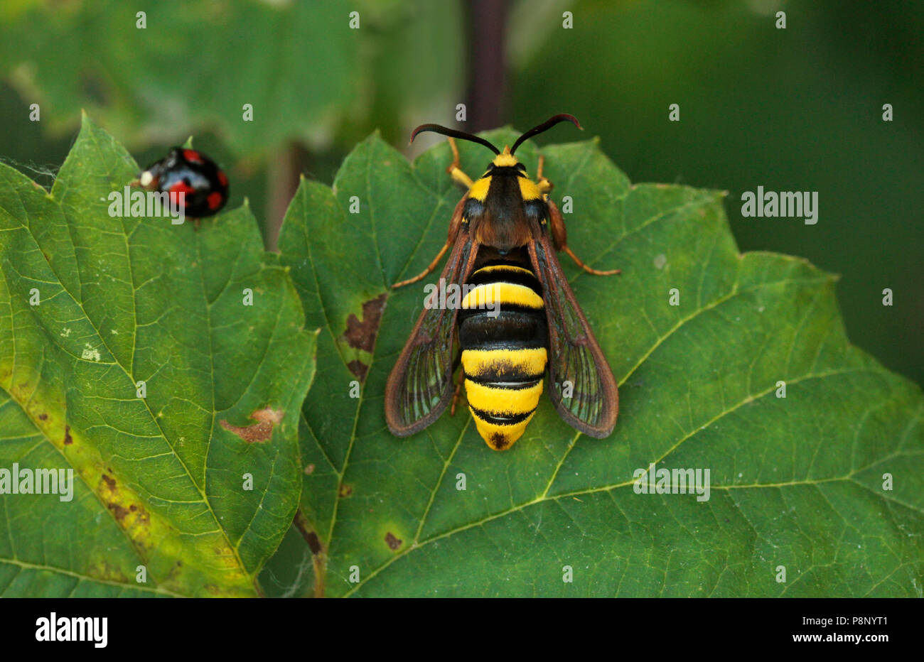 Hornet Moth resting at daytime on a leaf. Stock Photo