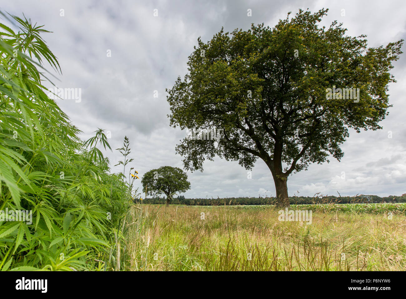 Hemp (Cannabis sativa) cultivated for fibre production Stock Photo