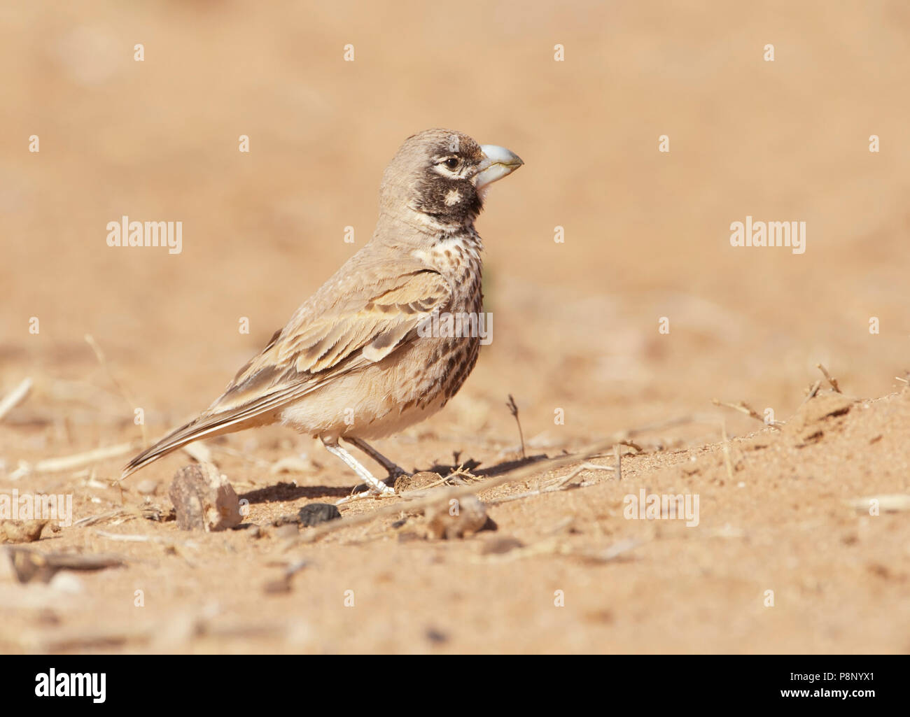 Thick-billed Lark in the stone desert Stock Photo