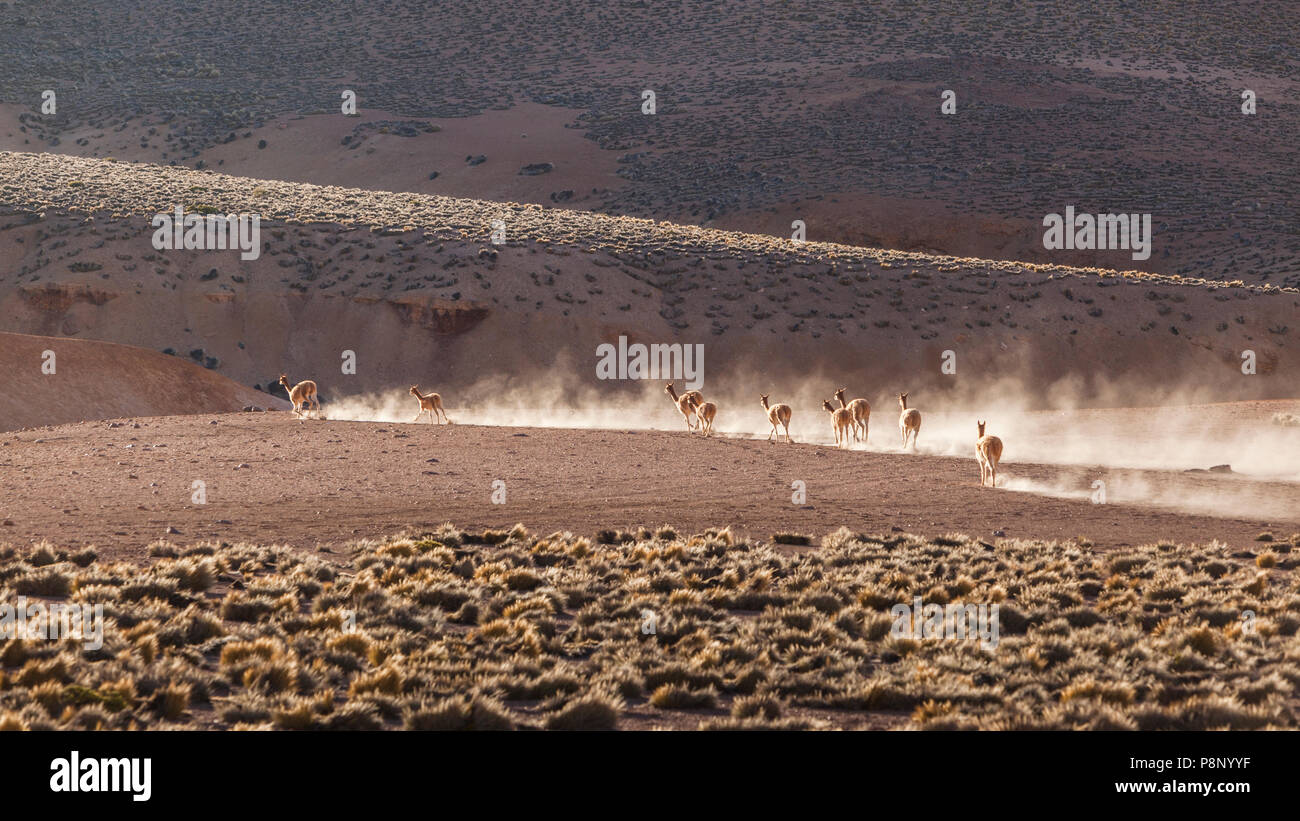 Herd of Vicuna's (Vicugna vicugna) flee in cloud of dust Stock Photo
