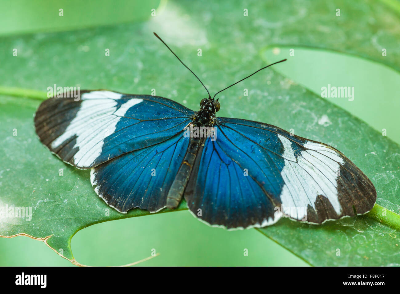 Sara Longwing (Heliconius sara) sitting on leaf with wings spread Stock Photo