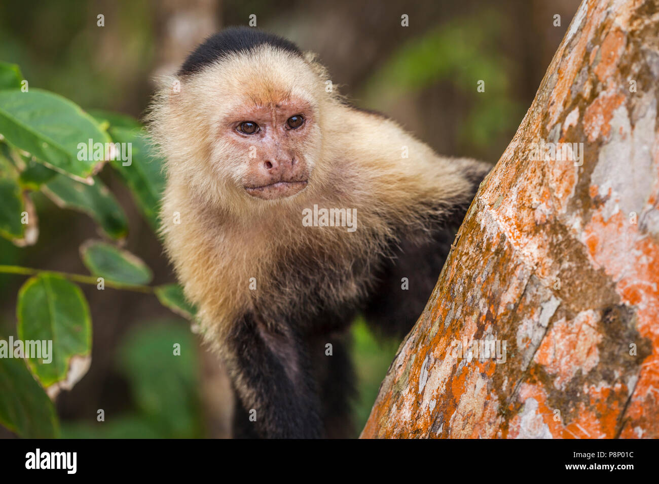 Portrait of a White faced Capuchin monkey (Cebus capucinus) Stock Photo