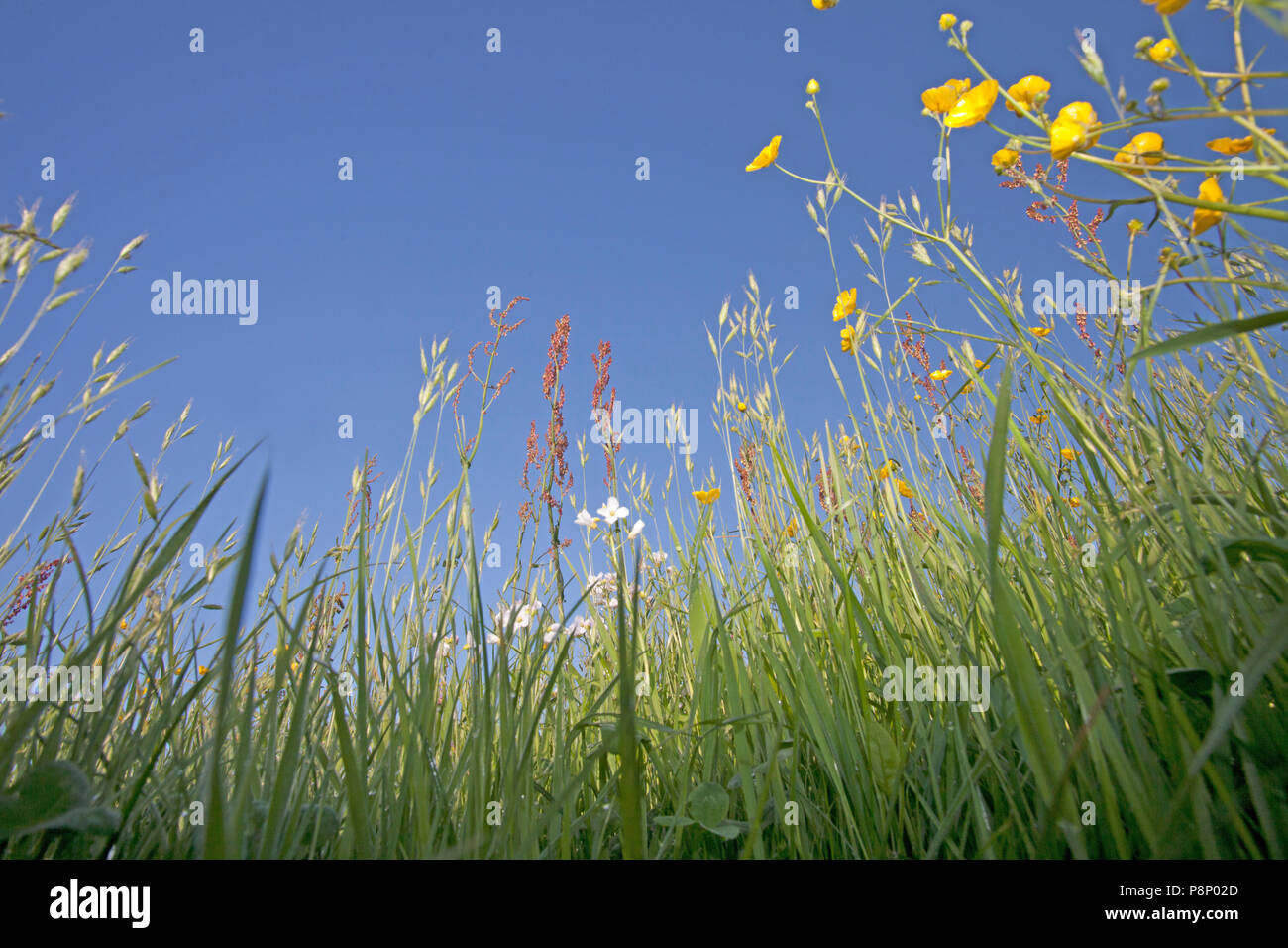 flower rich meadow managed for meadow birds Stock Photo