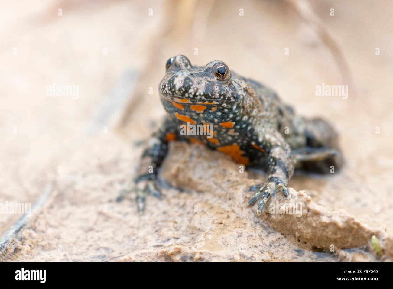 European Fire-bellied Toad in temporary pond Stock Photo