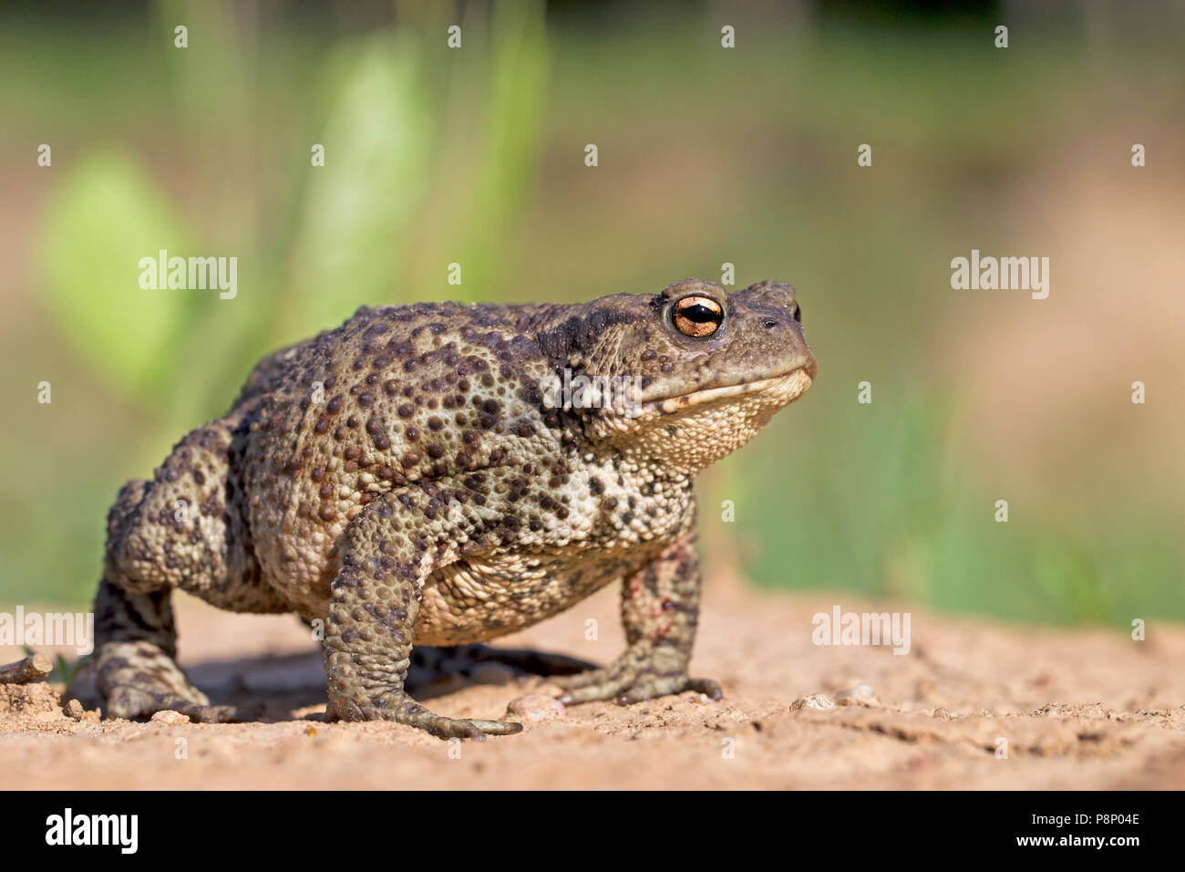 female Common toad in defensive pose Stock Photo