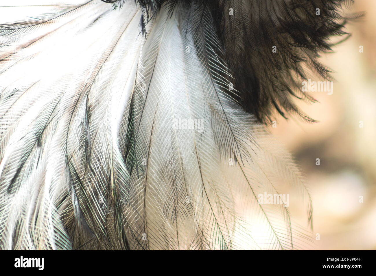 Close up abstract background image of Emu Feathers Stock Photo - Alamy