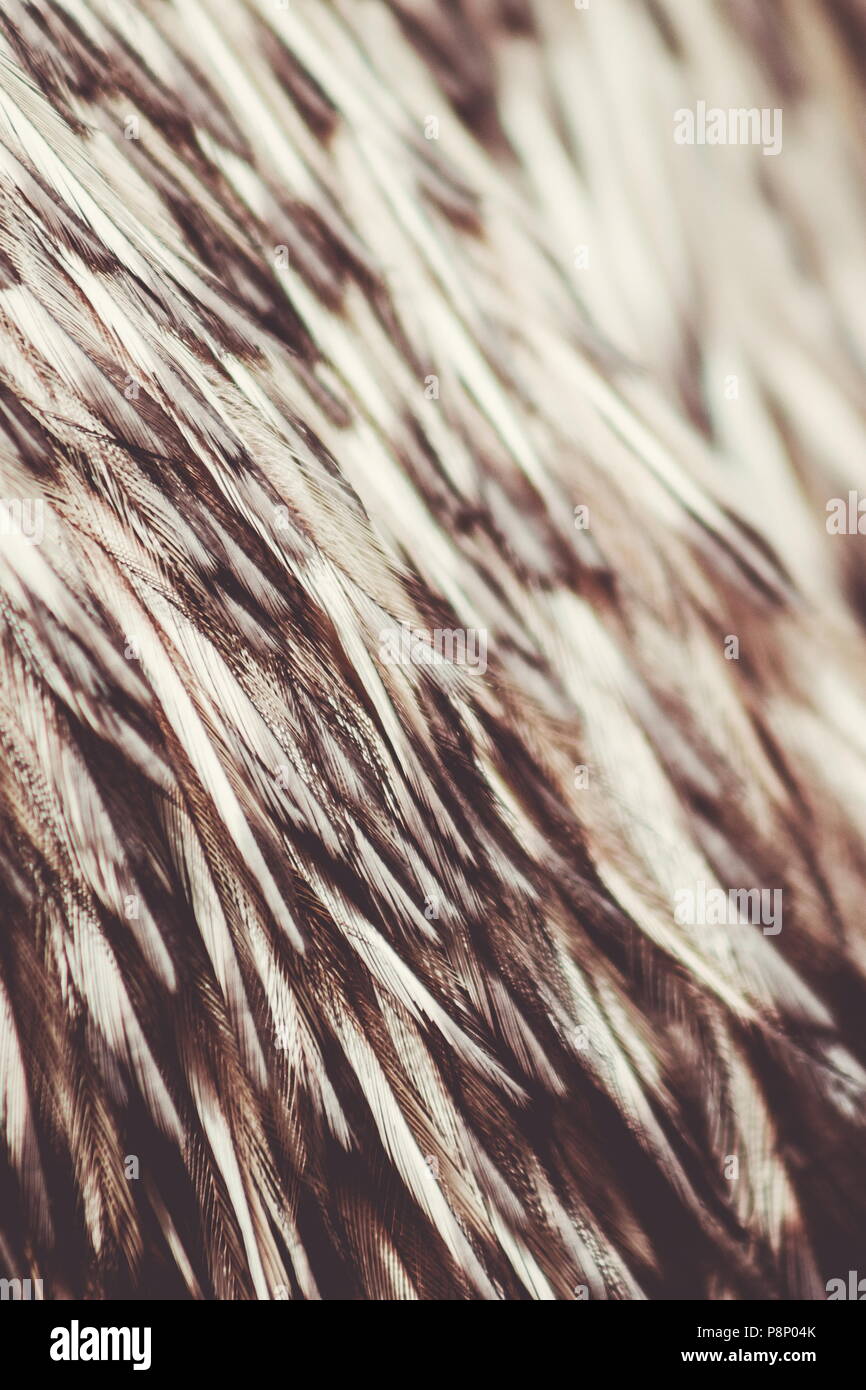 Close up abstract background image of Emu Feathers Stock Photo - Alamy
