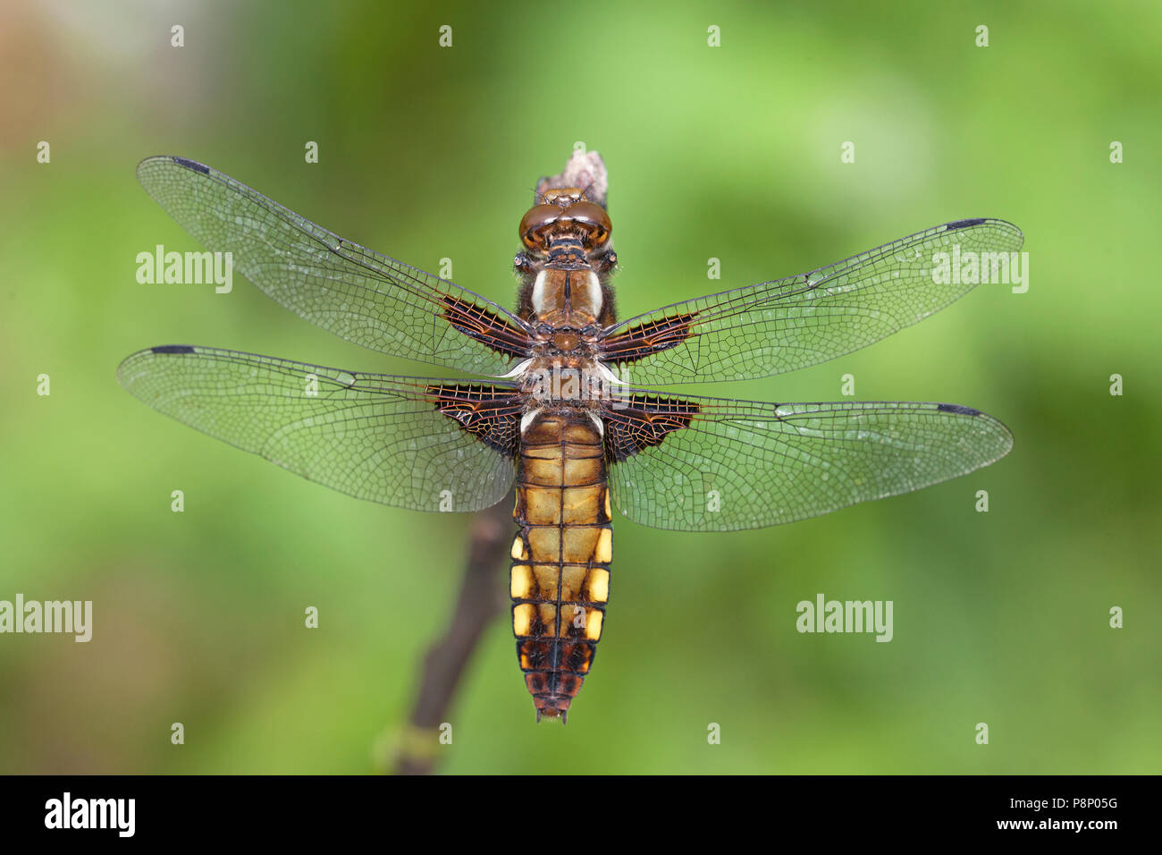 female broad-bodied chaser on the lookout Stock Photo