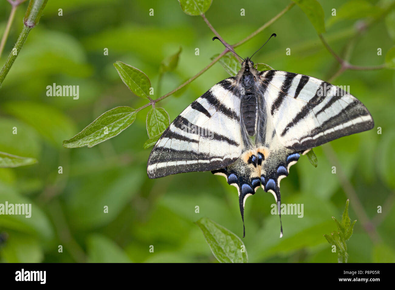 Scarce swallowtail resting in tree Stock Photo
