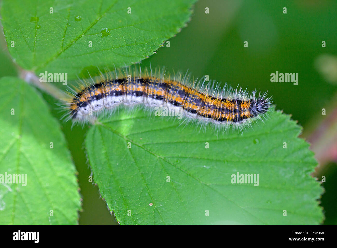 Caterpillar of black-veined white (Aporia crataegi) Stock Photo