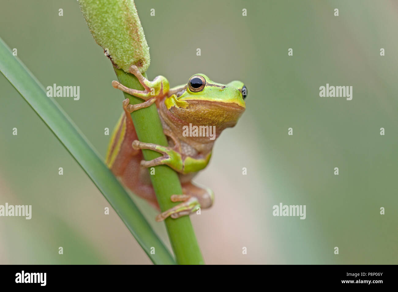 Hyla arborea; common tree frog Stock Photo