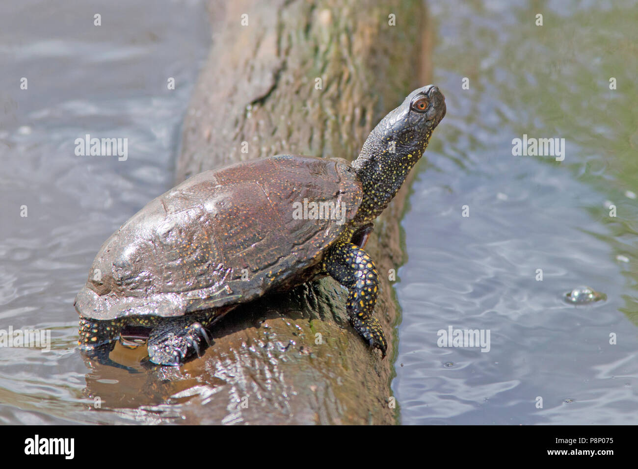 European pond terrapin basking in the sun on tree in the water Stock Photo