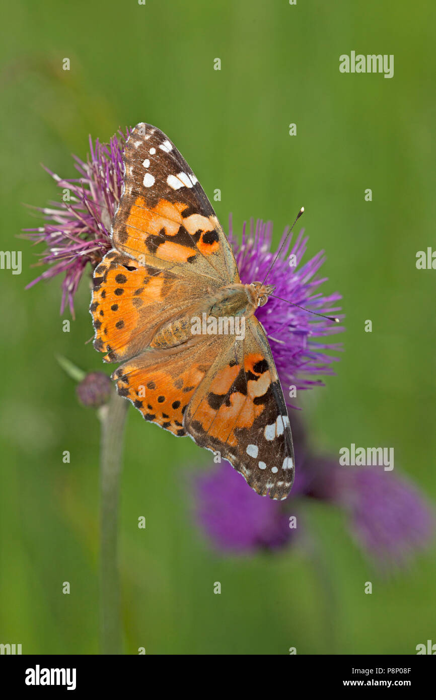 painted lady on thistle Stock Photo