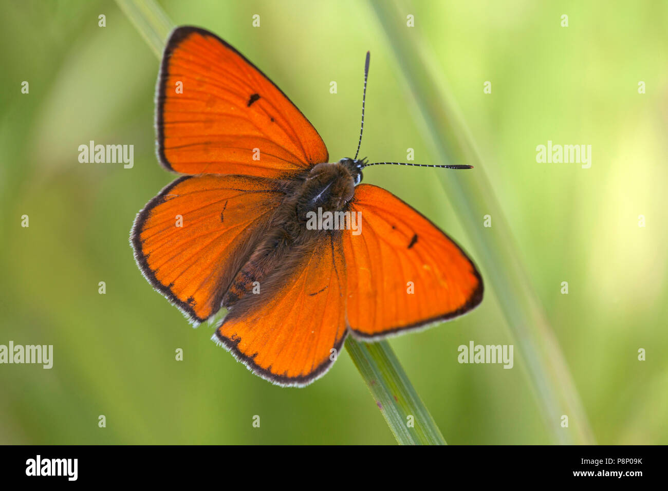 Large copper male against a green background Stock Photo
