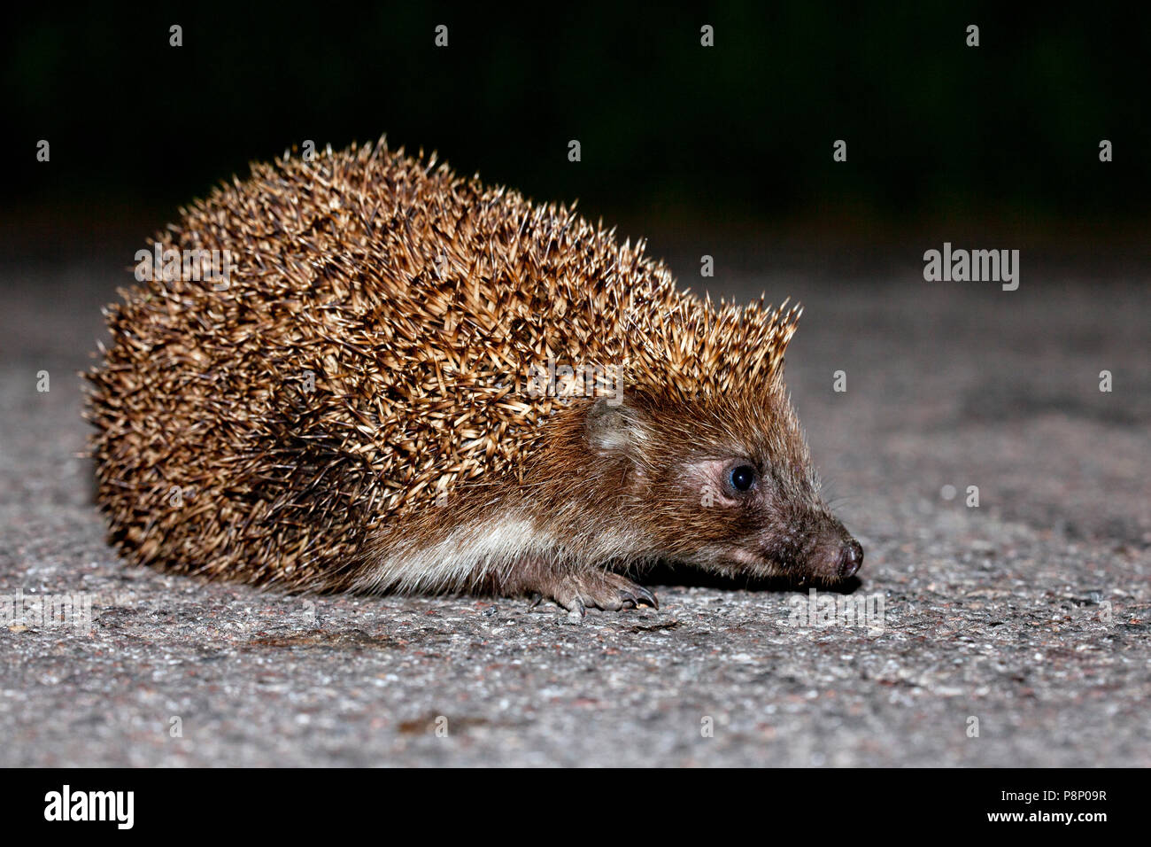 Northern white-breasted hedgehog on road Stock Photo