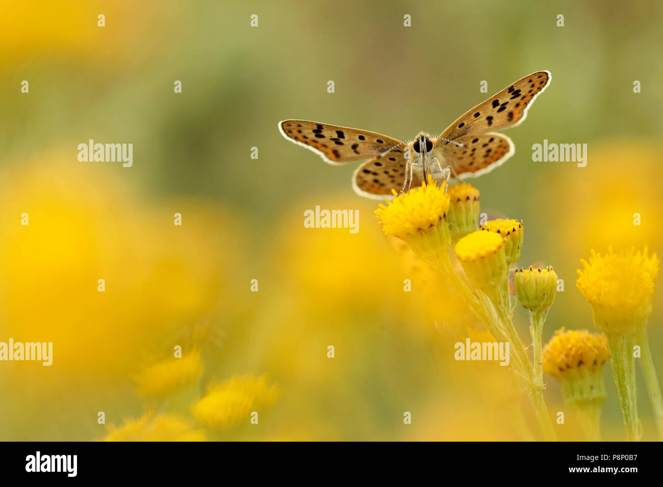Sooty Copper drinking nectar from the yellow flowers of Tansy. Stock Photo