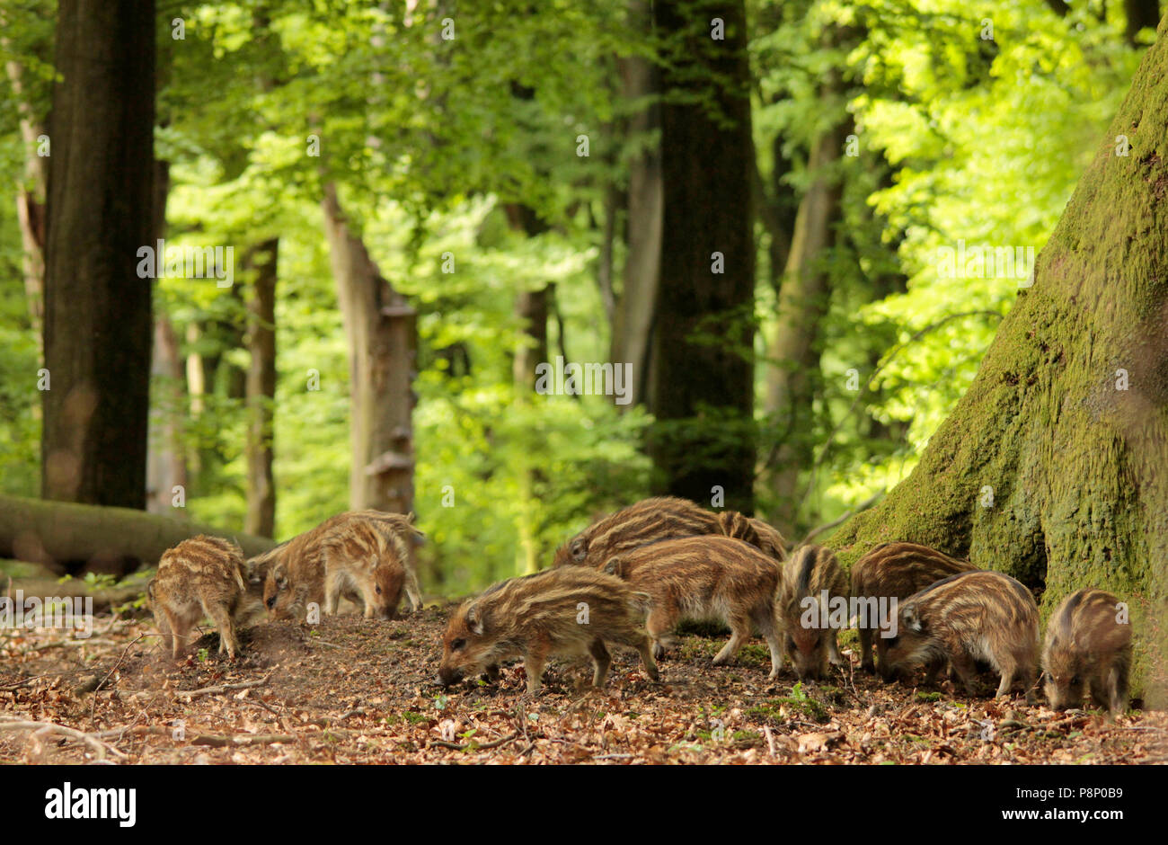 Group of young Wild Boars in a beech forest at spring. Stock Photo