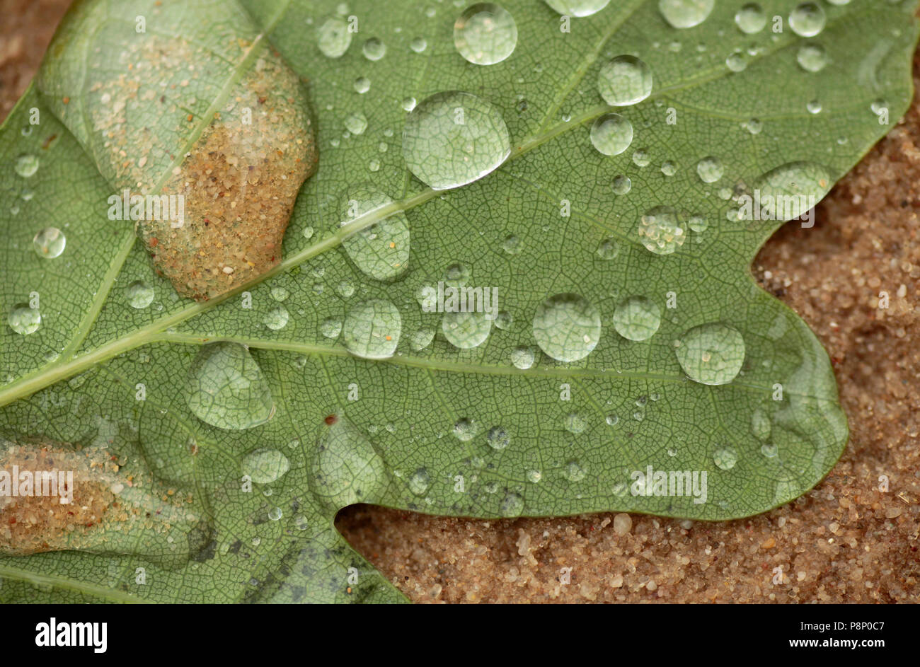 Raindrops with sand on a leaf of an oak. Stock Photo