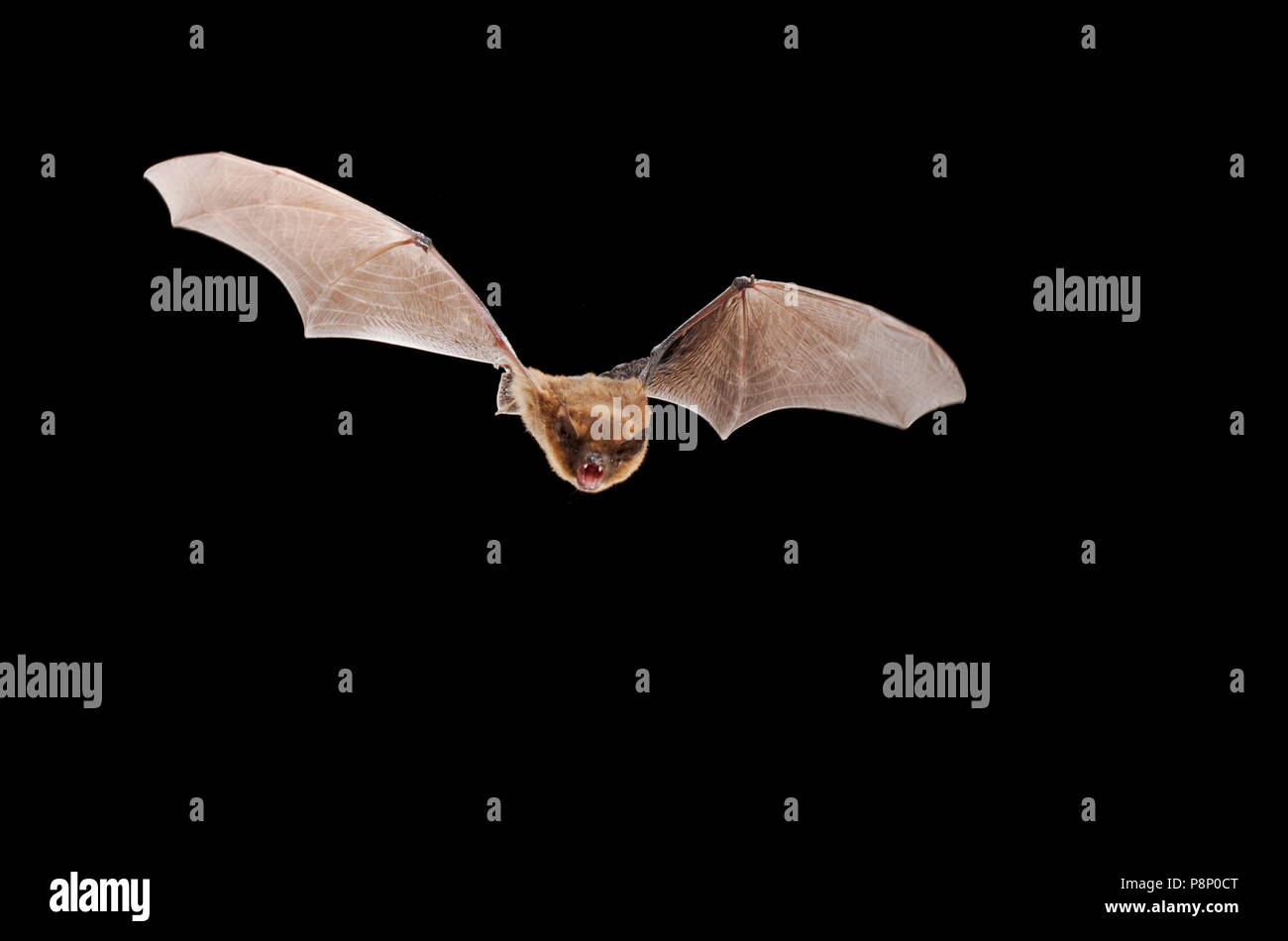 Lump nosed bats hi-res stock photography and images - Alamy