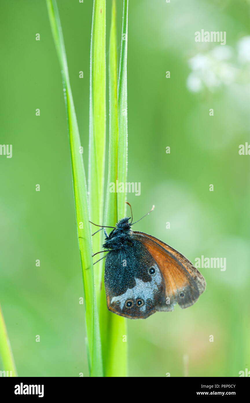Pearly Heath (Coenonympha arcania) on bright green grass Stock Photo