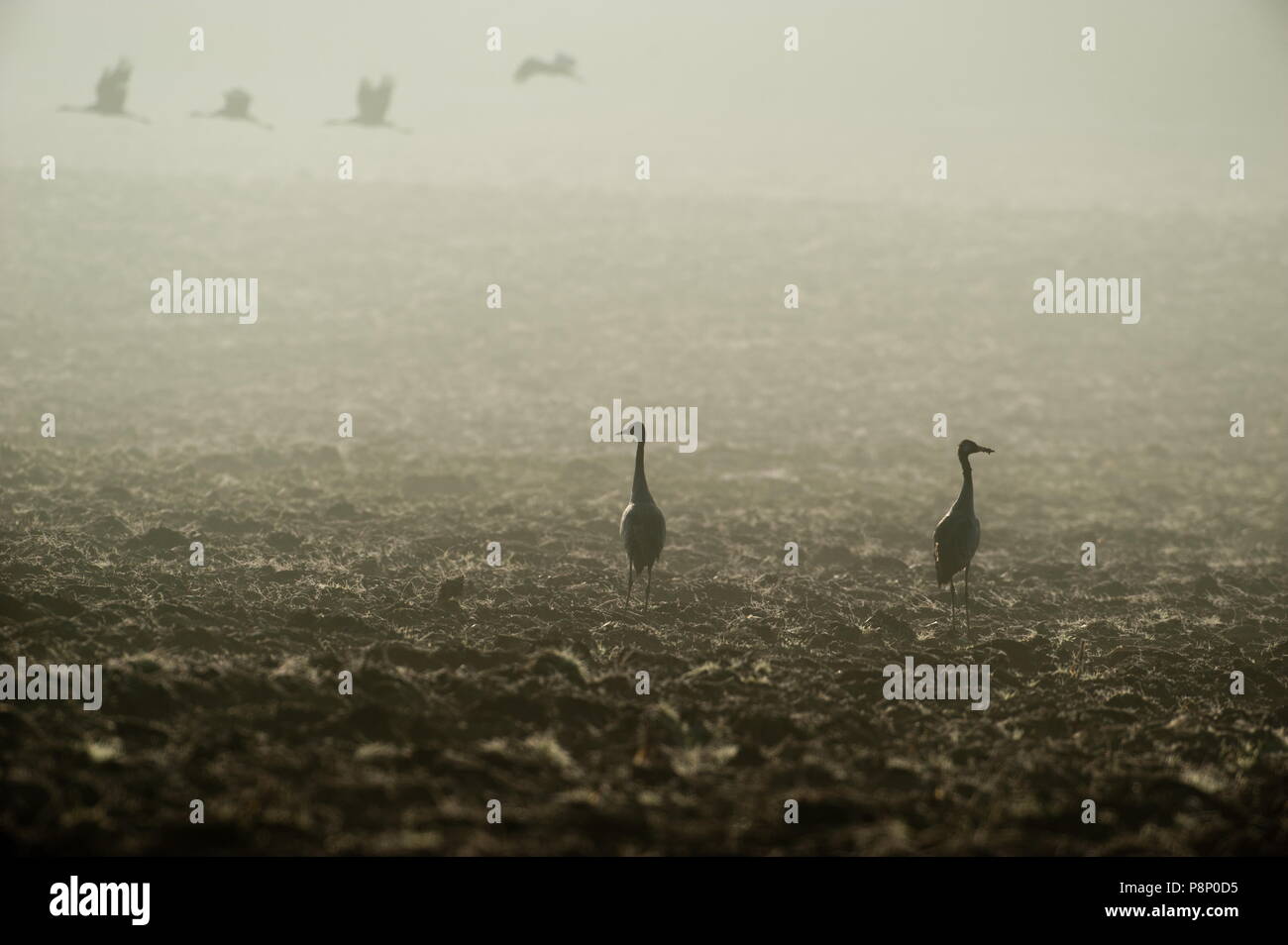 Cranes wintering in the Lorraine (France) Stock Photo