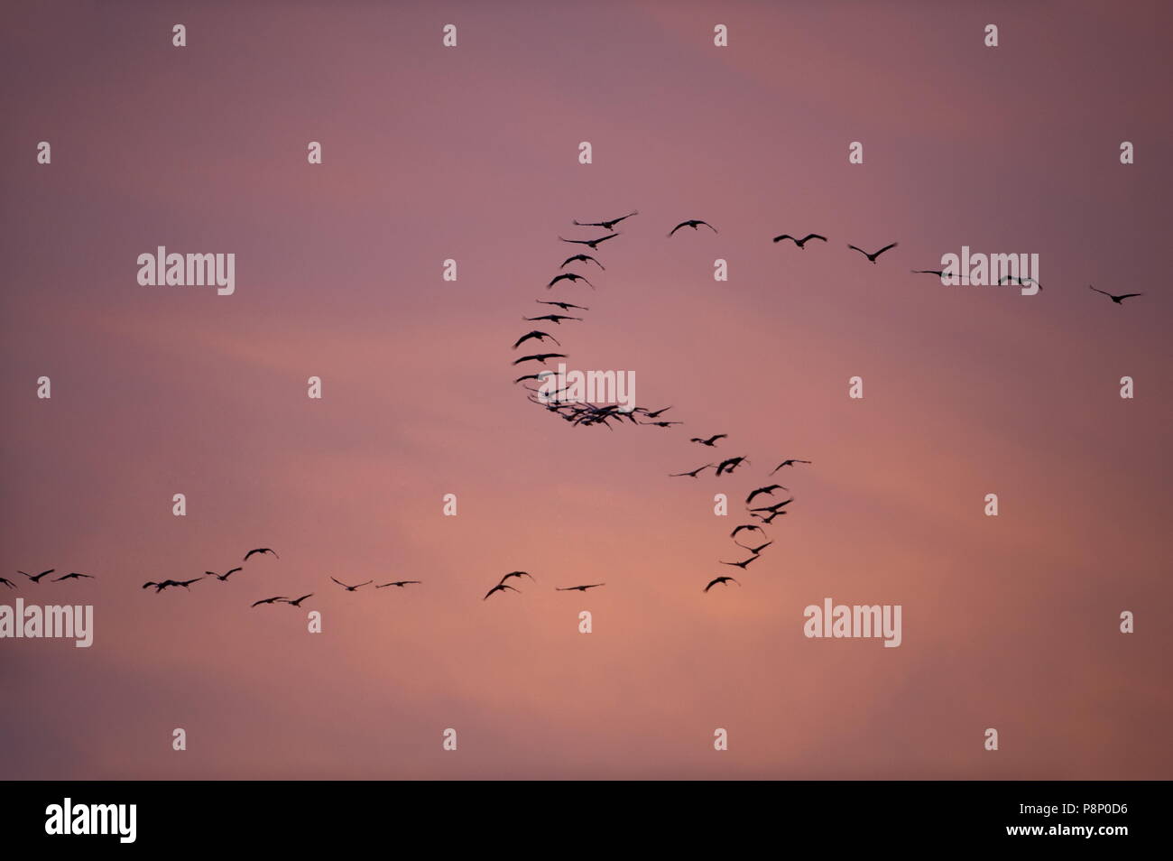 Cranes wintering in the Lorraine (France) Stock Photo