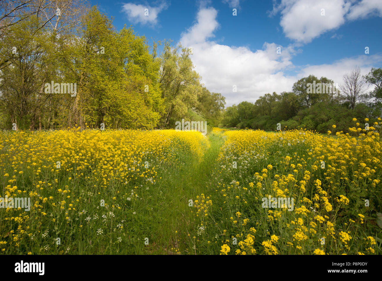 Spring in Holland Stock Photo
