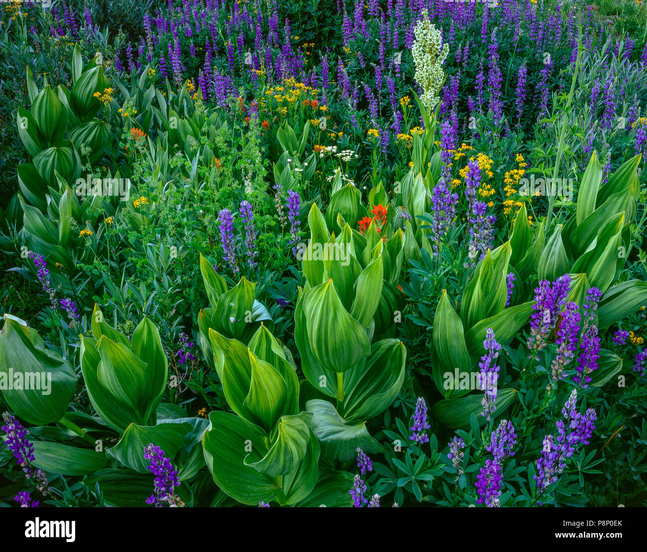 Groundsel, Paintbrush, Lupin, Carson-Iceberg Wilderness, Stanislaus National Forest, Sierra Nevada Mountains, California Stock Photo