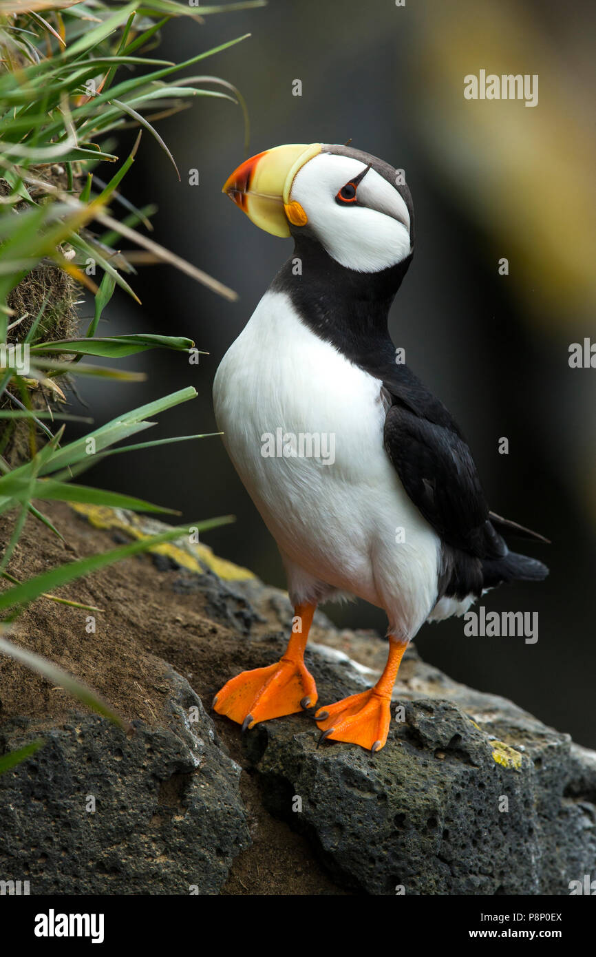 Horned Puffin on ridge Stock Photo