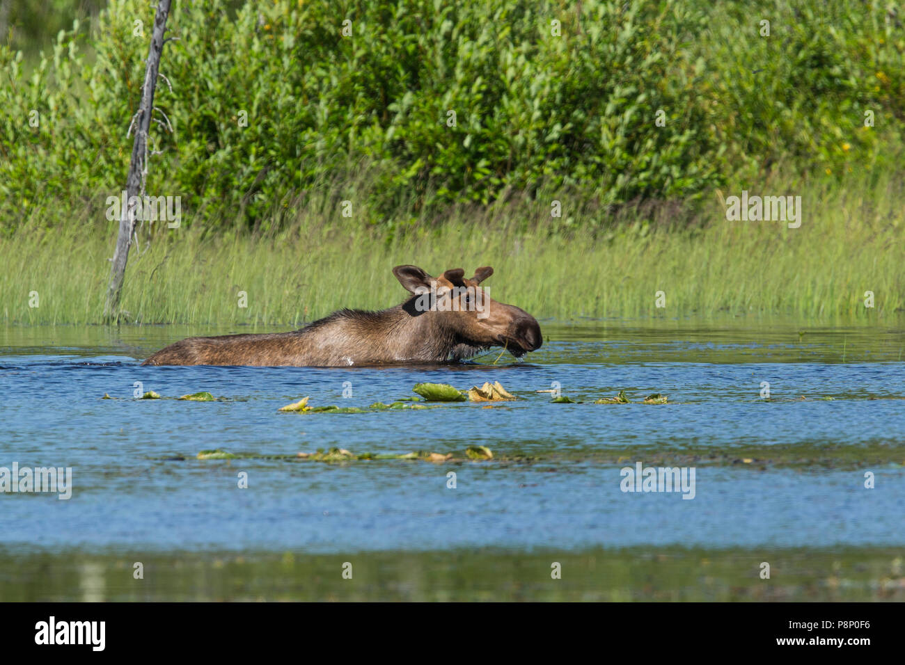 Swimming Moose (Alces alces) in forest lake Stock Photo