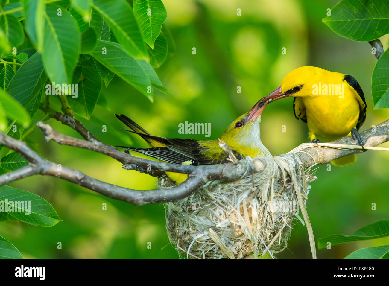 Pair Eurasian Golden Oriole (Oriolus oriolus) sitting near nest and male feeding female  with insects Stock Photo
