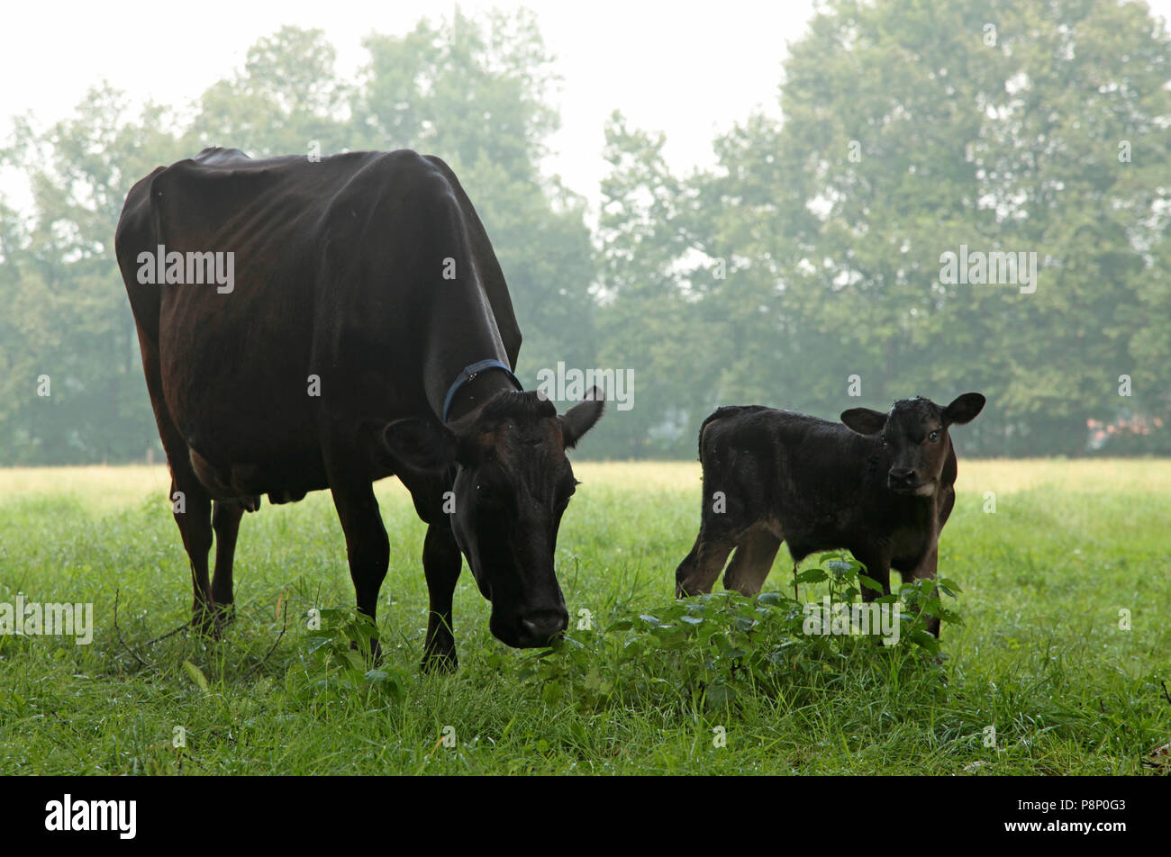 Black cow with calf at a meadow on Estate Zwaluwenburg. Stock Photo