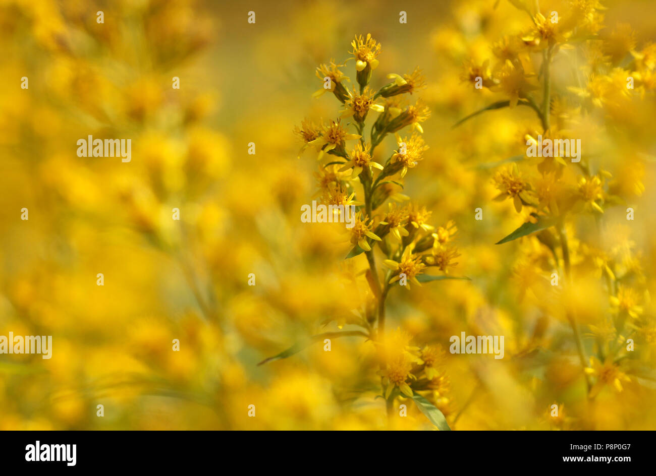 Detail of the yellow flowers of Golden rod Stock Photo